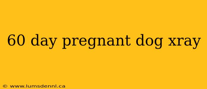 60 day pregnant dog xray