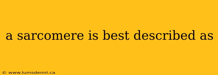 a sarcomere is best described as