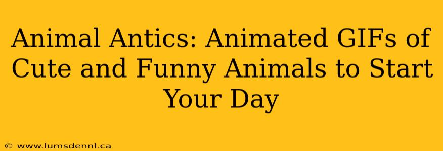 Animal Antics: Animated GIFs of Cute and Funny Animals to Start Your Day