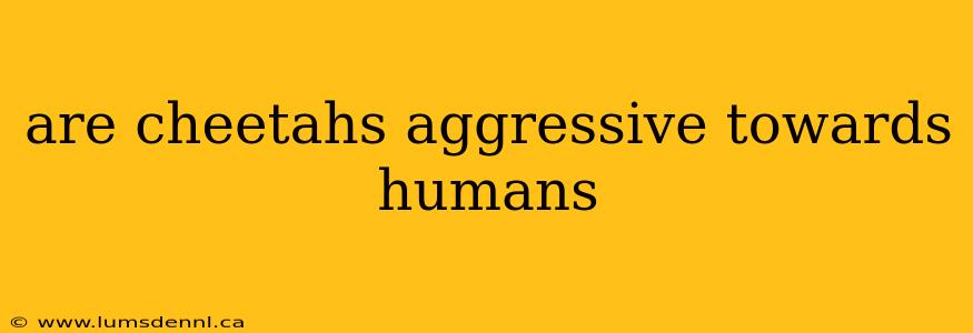 are cheetahs aggressive towards humans