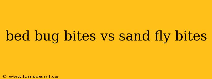 bed bug bites vs sand fly bites