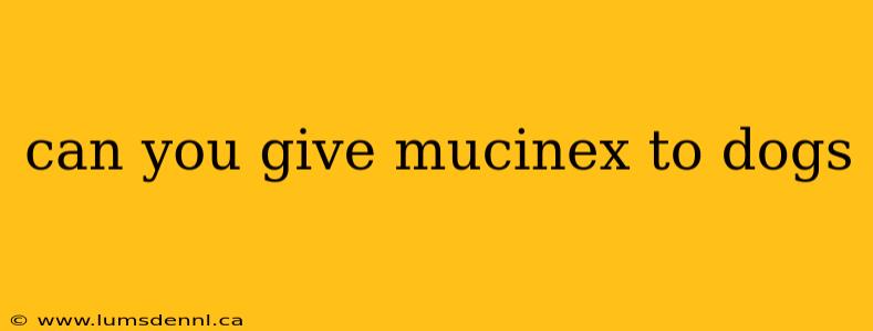 can you give mucinex to dogs