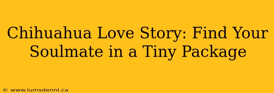 Chihuahua Love Story: Find Your Soulmate in a Tiny Package