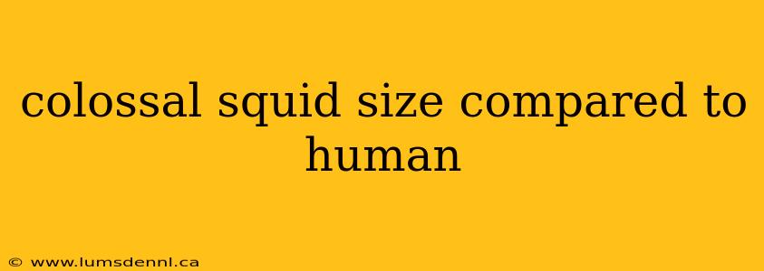 colossal squid size compared to human