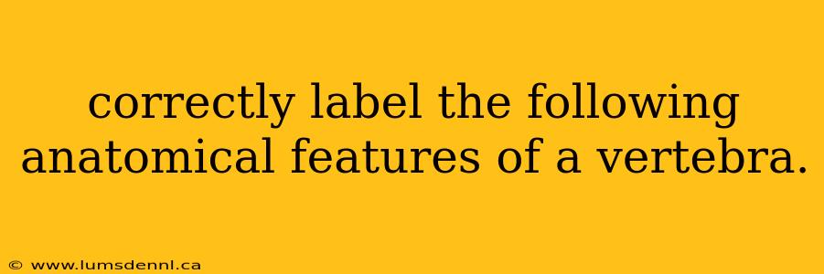correctly label the following anatomical features of a vertebra.