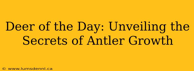 Deer of the Day: Unveiling the Secrets of Antler Growth
