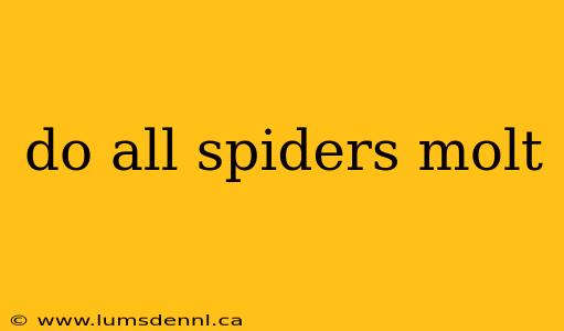 do all spiders molt