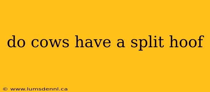 do cows have a split hoof