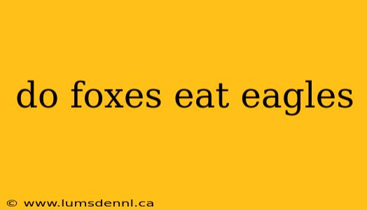 do foxes eat eagles