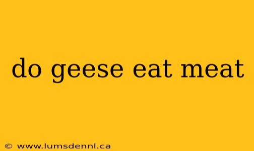 do geese eat meat