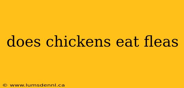 does chickens eat fleas