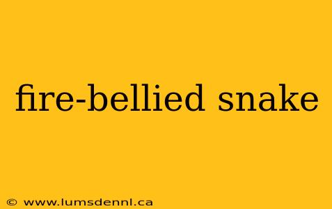 fire-bellied snake