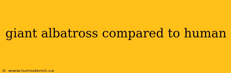giant albatross compared to human