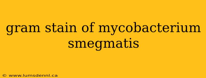 gram stain of mycobacterium smegmatis