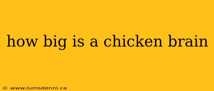 how big is a chicken brain