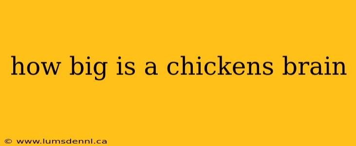 how big is a chickens brain