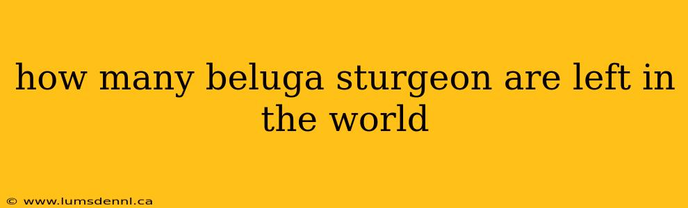 how many beluga sturgeon are left in the world