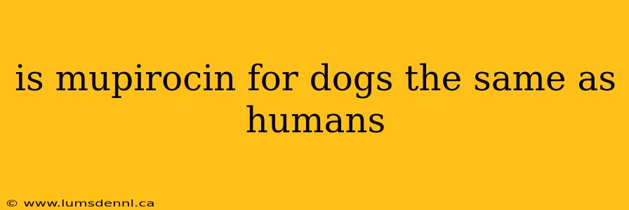 is mupirocin for dogs the same as humans
