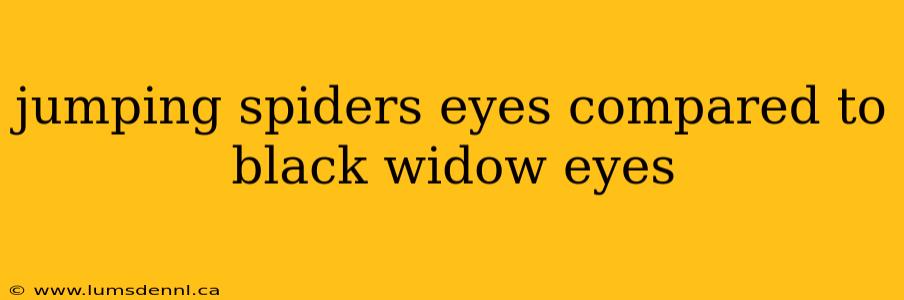 jumping spiders eyes compared to black widow eyes