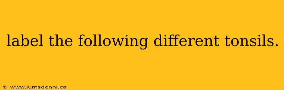 label the following different tonsils.