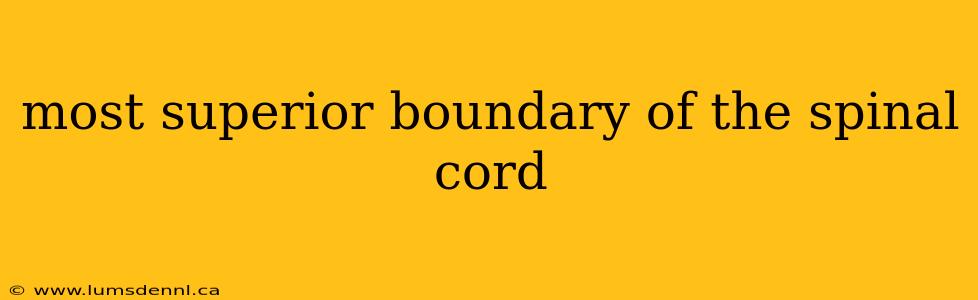 most superior boundary of the spinal cord