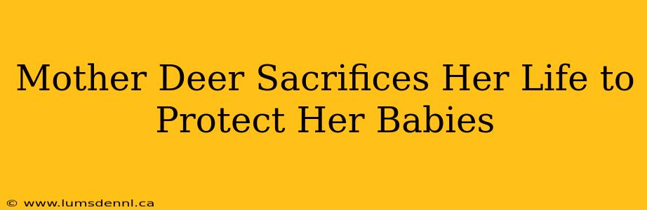 Mother Deer Sacrifices Her Life to Protect Her Babies