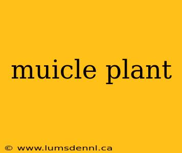 muicle plant