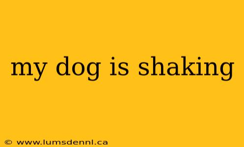 my dog is shaking