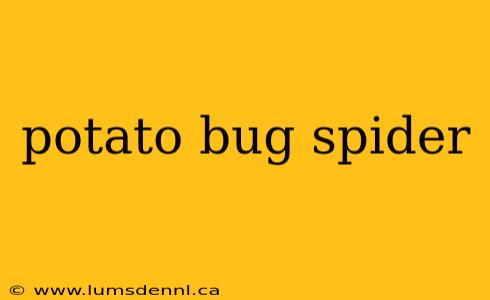 potato bug spider