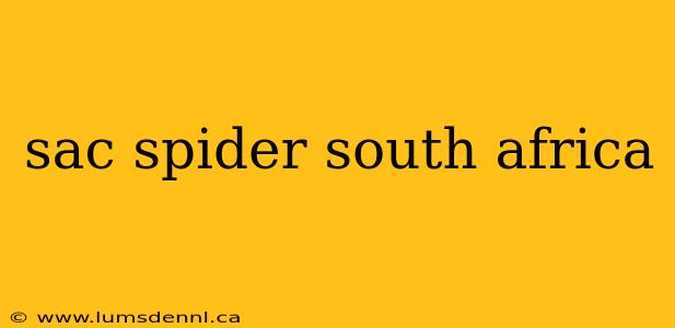 sac spider south africa