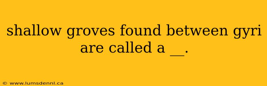 shallow groves found between gyri are called a __.