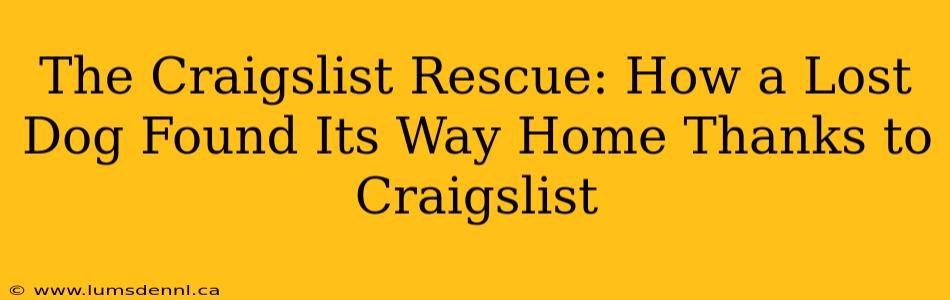 The Craigslist Rescue: How a Lost Dog Found Its Way Home Thanks to Craigslist