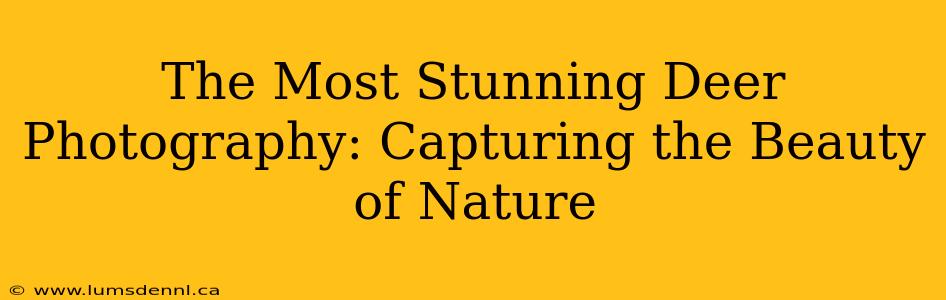 The Most Stunning Deer Photography: Capturing the Beauty of Nature