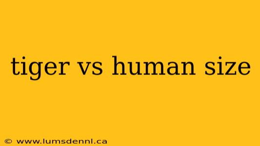 tiger vs human size