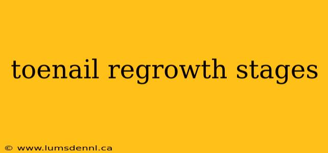 toenail regrowth stages