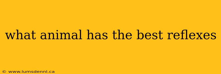 what animal has the best reflexes