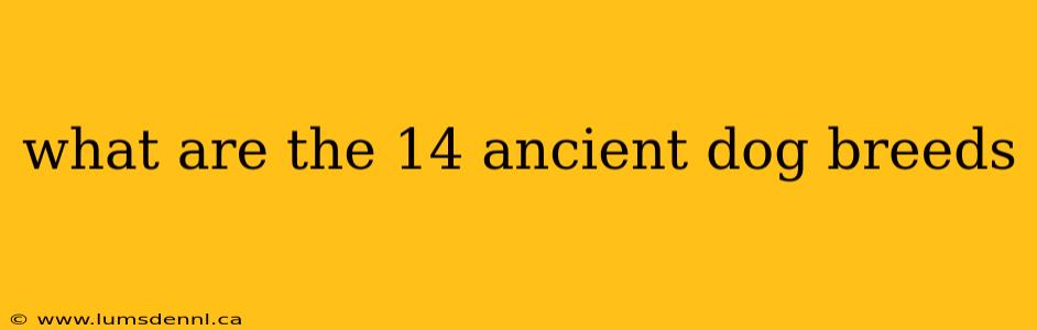 what are the 14 ancient dog breeds