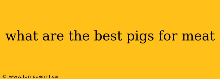what are the best pigs for meat