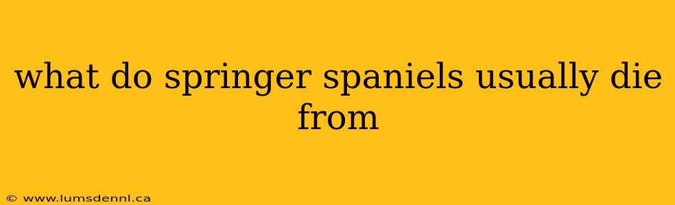 what do springer spaniels usually die from