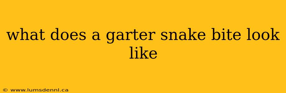 what does a garter snake bite look like