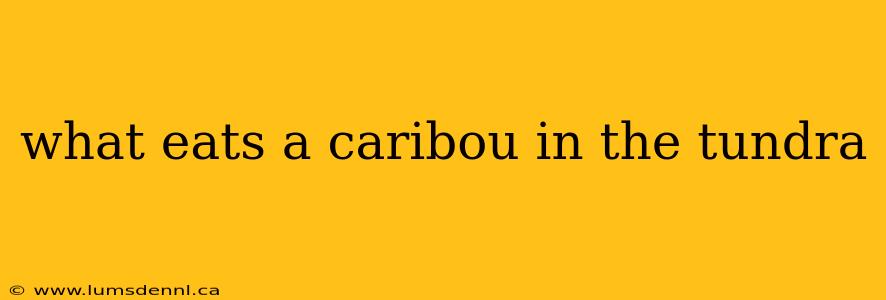 what eats a caribou in the tundra