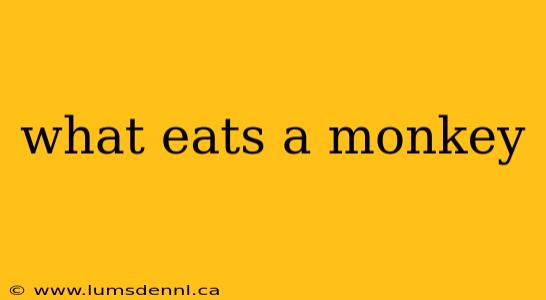 what eats a monkey