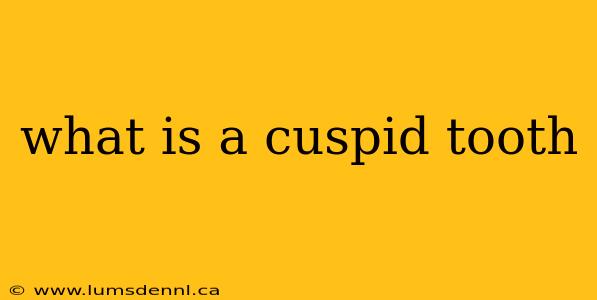 what is a cuspid tooth
