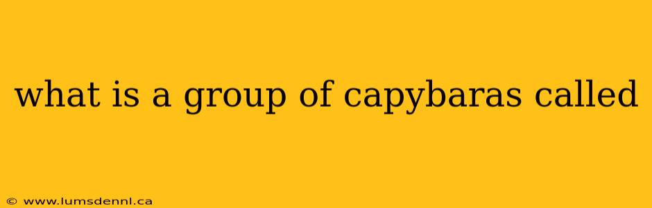 what is a group of capybaras called