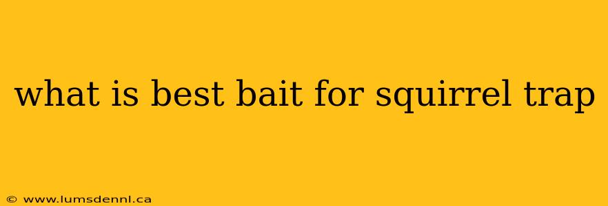 what is best bait for squirrel trap