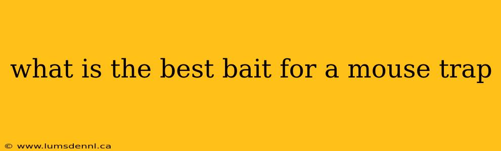 what is the best bait for a mouse trap