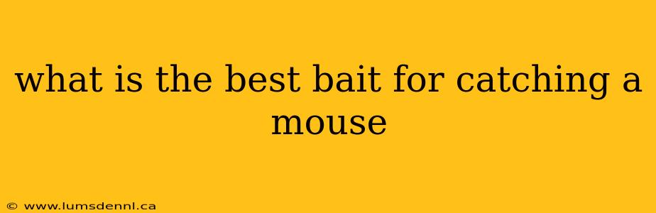 what is the best bait for catching a mouse
