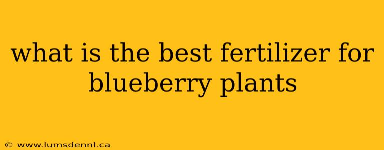 what is the best fertilizer for blueberry plants