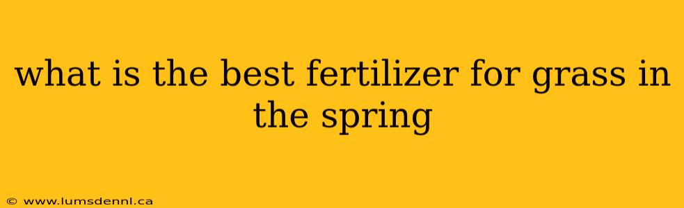 what is the best fertilizer for grass in the spring