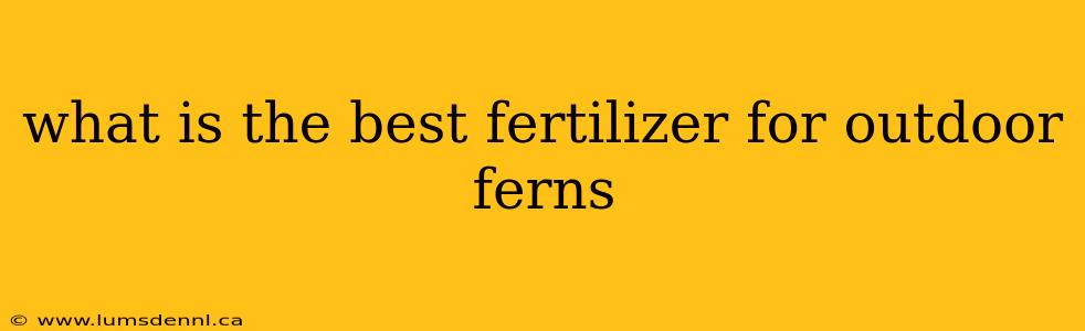 what is the best fertilizer for outdoor ferns